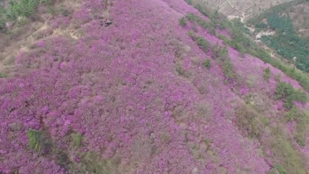 Cheonjusan Гірські Jindallae Azalea Квітка Цвіте Changwon Південна Корея Азія — стокове відео