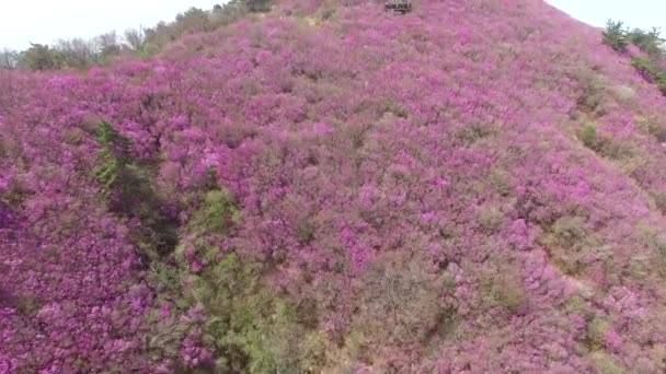 Cheonjusan Berg Jindallae Azalea Blomma Blommande Changwon Sydkorea Asien Cheonjusan — Stockvideo