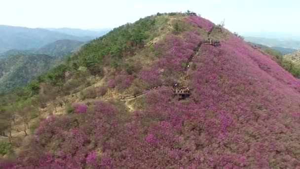 Цветок Азалии Чхонджусан Маунтин Цветущий Азалия Чанвон Южная Корея Азия — стоковое видео