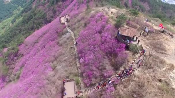 Cheonjusan Berg Jindallae Azalea Blomma Blommande Changwon Sydkorea Asien Cheonjusan — Stockvideo