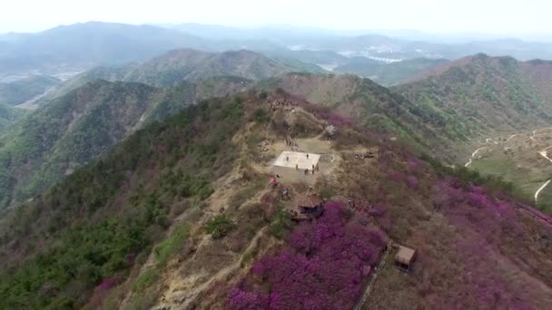Cheonjusan Mountain Jindallae Azalea Flower Blooming Changwon Corea Del Sur — Vídeo de stock