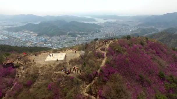 Cheonjusan Berg Jindallae Azalea Bloem Bloeien Changwon Zuid Korea Asia — Stockvideo