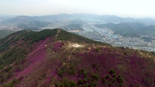 Cheonjusan Mountain Jindallae Azalea Flower Blooming Changwon South Korea Asia — Stock Video