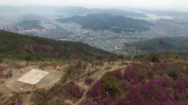 Cheonjusan Dağın Jindallae Açelya Çiçek Çiçek Açan Changwon Güney Kore — Stok video