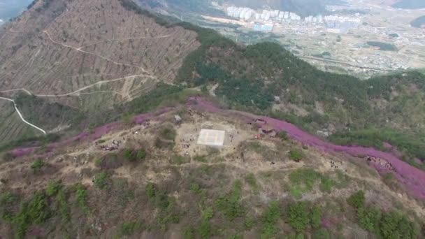 Cheonjusan Dağın Jindallae Açelya Çiçek Çiçek Açan Changwon Güney Kore — Stok video