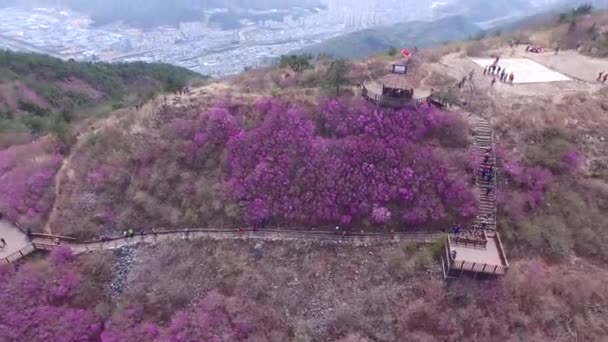 Cheonjusan Jindallae 杜鹃花花开花 普尔曼昌原 Cheonjusan Jindallae 杜鹃花花盛开 普尔曼昌原 Gyeongsangnamdo 亚洲当 — 图库视频影像