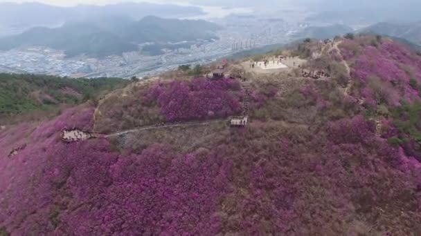 Cheonjusan Jindallae 杜鹃花花开花 普尔曼昌原 Cheonjusan Jindallae 杜鹃花花盛开 普尔曼昌原 Gyeongsangnamdo 亚洲当 — 图库视频影像