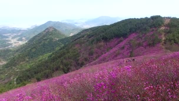 Cheonjusan Mountain Jindallae Azalea Flower Blooming Changwon Corea Del Sur — Vídeos de Stock