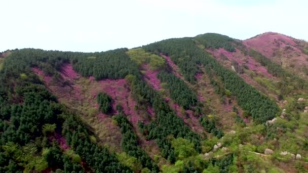 Cheonjusan Mountain Jindallae Azalea Flower Blooming Changwon Corea Del Sur — Vídeos de Stock