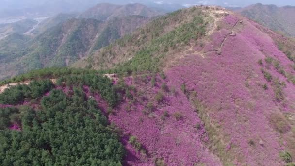 Cheonjusan Góry Jindallae Azalia Kwiat Kwitnący Changwon Korea Południowa Asia — Wideo stockowe