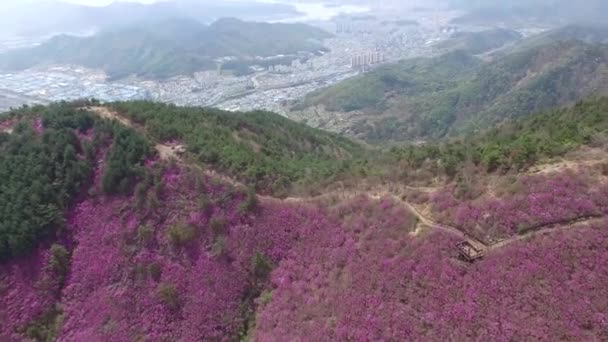 Cheonjusan Mountain Jindallae Azalea Květiny Kvetoucí Changwon Jižní Korea Asie — Stock video