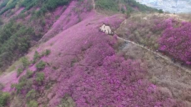 Cheonjusan Mountain Jindallae Azalea Květiny Kvetoucí Changwon Jižní Korea Asie — Stock video