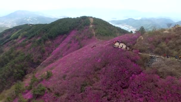 Cheonjusan Berg Jindallae Azalea Bloem Bloeien Changwon Zuid Korea Asia — Stockvideo