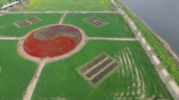 Festiwal Kwiatów Rzepaku Yuchae Namji Changnyeong Korea Południowa Azji Festiwal — Wideo stockowe