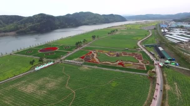 Yuchae Canola Flower Festival Namji Changnyeong Corea Del Sud Asia — Video Stock