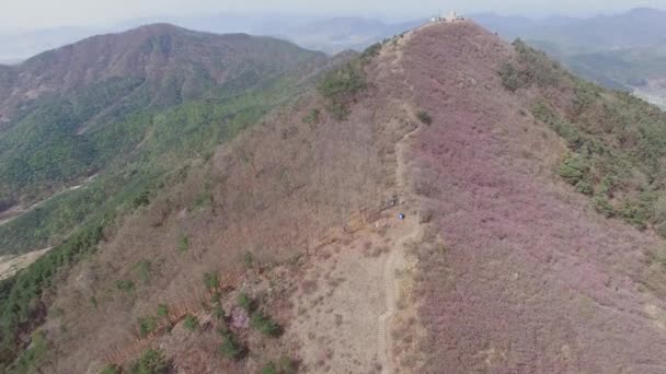 Jindallae Αζαλέα Λουλουδιών Ανθίζουν Jongnamsan Βουνό Milyang Νότια Κορέα Ασία — Αρχείο Βίντεο