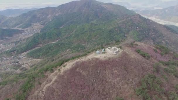 Jindallae Açelya Çiçek Çiçek Açan Jongnamsan Dağ Milyang Güney Kore — Stok video