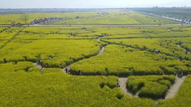 Festival Flores Yuchae Canola Río Nakdong Busan Corea Del Sur — Vídeo de stock