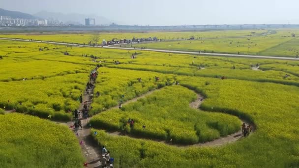 Festival Flores Yuchae Canola Río Nakdong Busan Corea Del Sur — Vídeo de stock