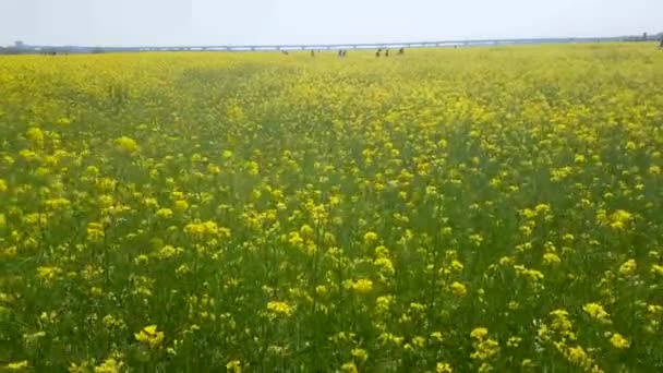 Yuchae Canola Flower Festival in Nakdong river, Busan, Corée du Sud, Asie / Yuchae Canola Flower Festival in Nakdong river, Busan, Corée du Sud, Asie quand Apr-11-2018 