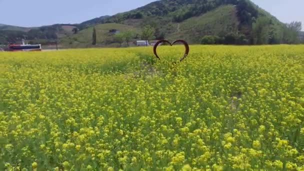 Yuchae Rzepakowy Kwiat Kwitnący Azji Gimhae Railbike Gimhae Korea Południowa — Wideo stockowe