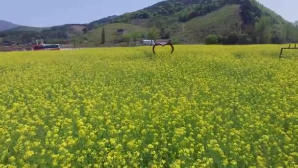 Flor Yuchae Canola Florescendo Gimhae Railbike Gimhae Coréia Sul Ásia — Vídeo de Stock