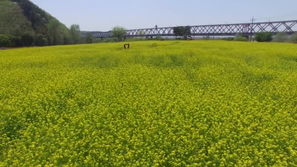Yuchae Canola Flower Blooming Gimhae Railbike Gimhae Corea Del Sud — Video Stock