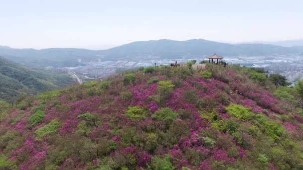 Cheoljjuk Kraliyet Açelya Çiçek Açan Ağaçları Bieum Dağ Changwon Güney — Stok video