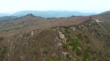 Biseul dağ, Daegu, Güney Kore, Asya Daegyeon Peak çiçek açan Jindalle açelya çiçeği