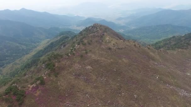 Jindalle Azalea Blossom Blooming in Daegyeon Peak in Biseul Mountain, Daegu, South Korea, Asia — Stock Video