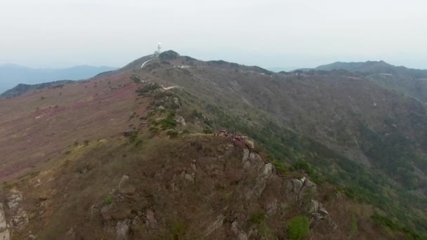 Biseul dağ, Daegu, Güney Kore, Asya Daegyeon Peak çiçek açan Jindalle açelya çiçeği — Stok video