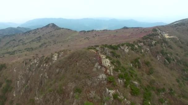 Jindalle Azalea Blossom bloeien in Daegyeon piek in Biseul Mountain, Daegu, Zuid-Korea, Azië — Stockvideo