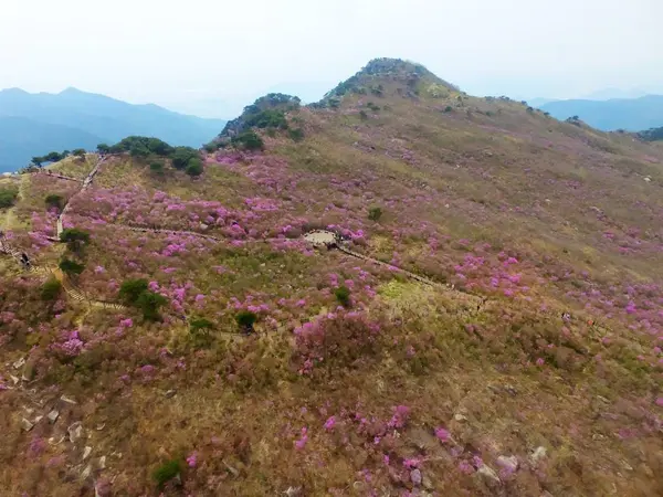 Jindallae Azalea Blossom Blooming in Biseul Mountain, Daegu, Corea del Sur, Asia — Foto de Stock