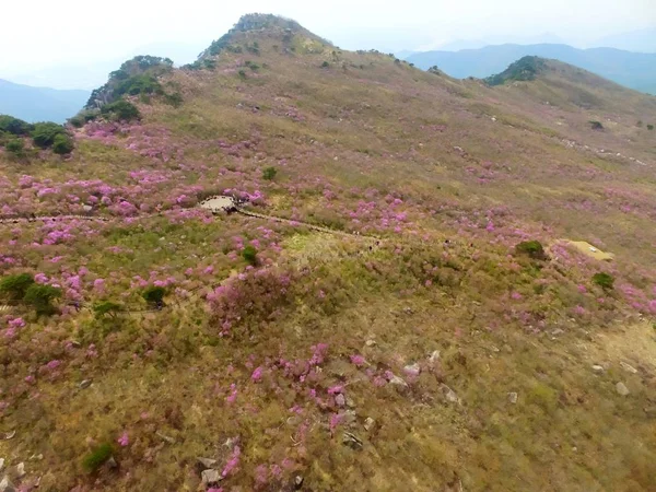 Jindallae Azalea Blossom Blooming in Biseul Mountain, Daegu, Corea del Sur, Asia —  Fotos de Stock