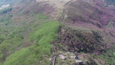 Cheoljjuk Kraliyet açelya çiçek açan Hwangmae Dağı, Güney Kore, Asya zaman Mayıs-04-2018