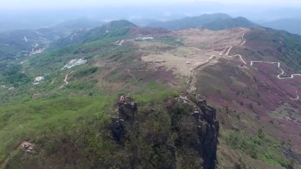 Cheoljjuk Royal Azalea Bloeien Hwangmae Mountain Zuid Korea Azië Als — Stockvideo