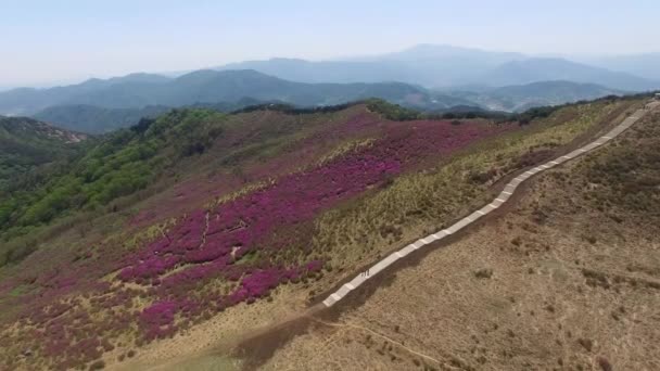 Cheoljjuk Royal Azalee Festival Hapcheon Hwangmae Mountain South Korea Asia — Stockvideo