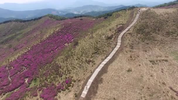 Cheoljjuk Royal Azalea Festival Hapcheon Hwangmae Mountain Zuid Korea Azië — Stockvideo