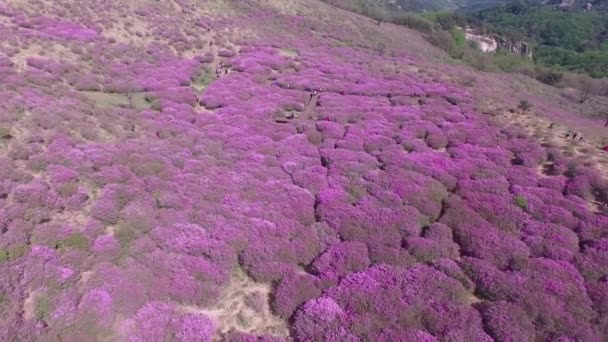 Королівський Azalea Фестиваль Cheoljjuk Hapcheon Hwangmae Гірські Південна Корея Азії — стокове відео