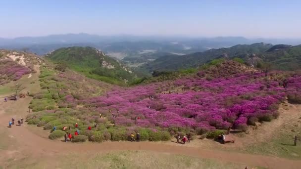 Cheoljjuk Royal Azalea Festival Hapcheon Hwangmae Mountain Zuid Korea Azië — Stockvideo