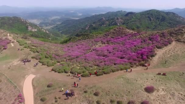Cheoljjuk Royal Azalea Festival Hapcheon Hwangmae Mountain Corea Del Sur — Vídeo de stock