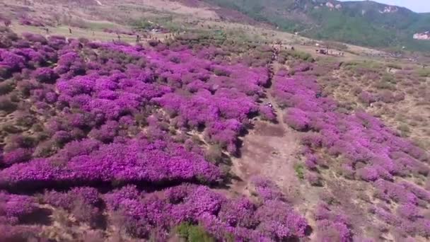 Cheoljjuk Royal Azalea Festival Hapcheon Hwangmae Mountain Zuid Korea Azië — Stockvideo