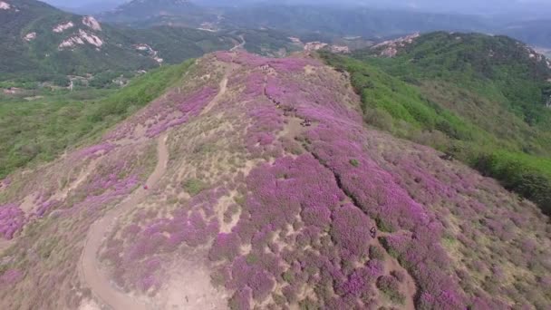 Cheoljjuk Royal Azalee Festival Hapcheon Hwangmae Mountain South Korea Asia — Stockvideo