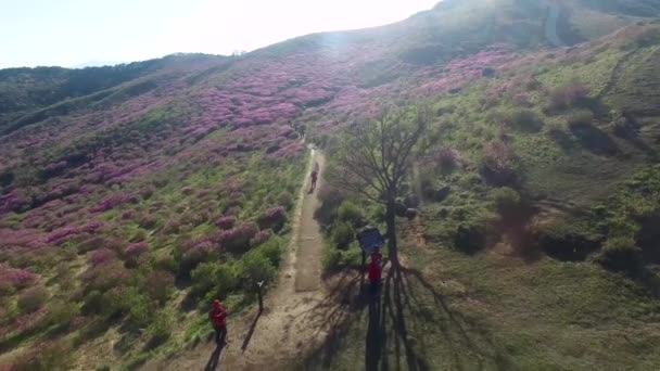 Cheoljjuk Royal Azalea Festival Hapcheon Hwangmae Mountain Corée Sud Asie — Video