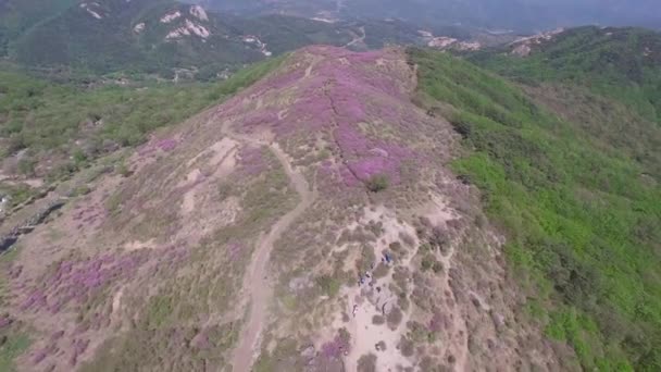 Cheoljjuk Royal Azalee Festival Hapcheon Hwangmae Mountain South Korea Asia — Stockvideo