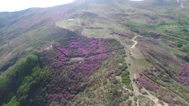 Cheoljjuk Royal Azalea Festival Hapcheon Hwangmae Mountain Corea Del Sud — Video Stock