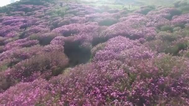 Cheoljjuk Royal Azalea Festival Hapcheon Hwangmae Mountain Zuid Korea Azië — Stockvideo