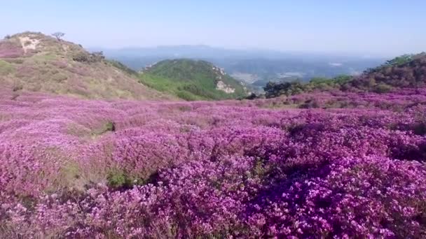 Cheoljjuk Royal Azalee Festival Hapcheon Hwangmae Mountain South Korea Asia — Stockvideo
