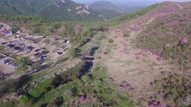Cheoljjuk Royal Azalea Festival Hapcheon Hwangmae Mountain South Korea Asia — Stock Video