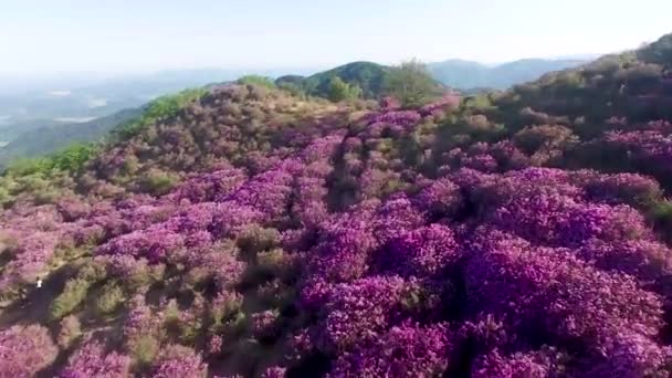 Cheoljjuk Royal Azalea Festiwal Hapcheon Hwangmae Góry Korei Południowej Azji — Wideo stockowe